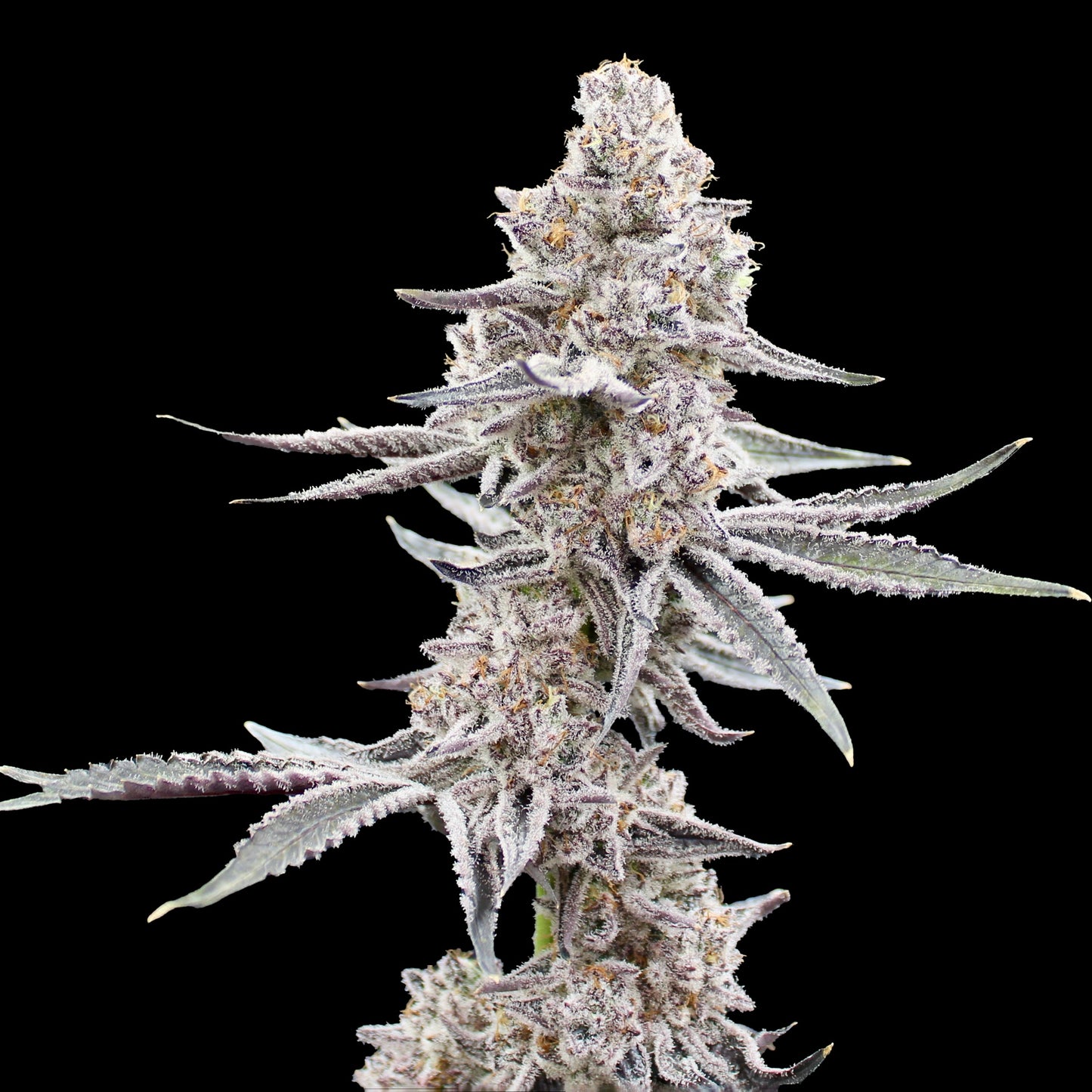 Garlic Gas (6-12pk)