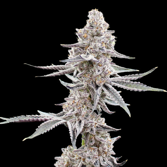 Garlic Gas (6-12pk)