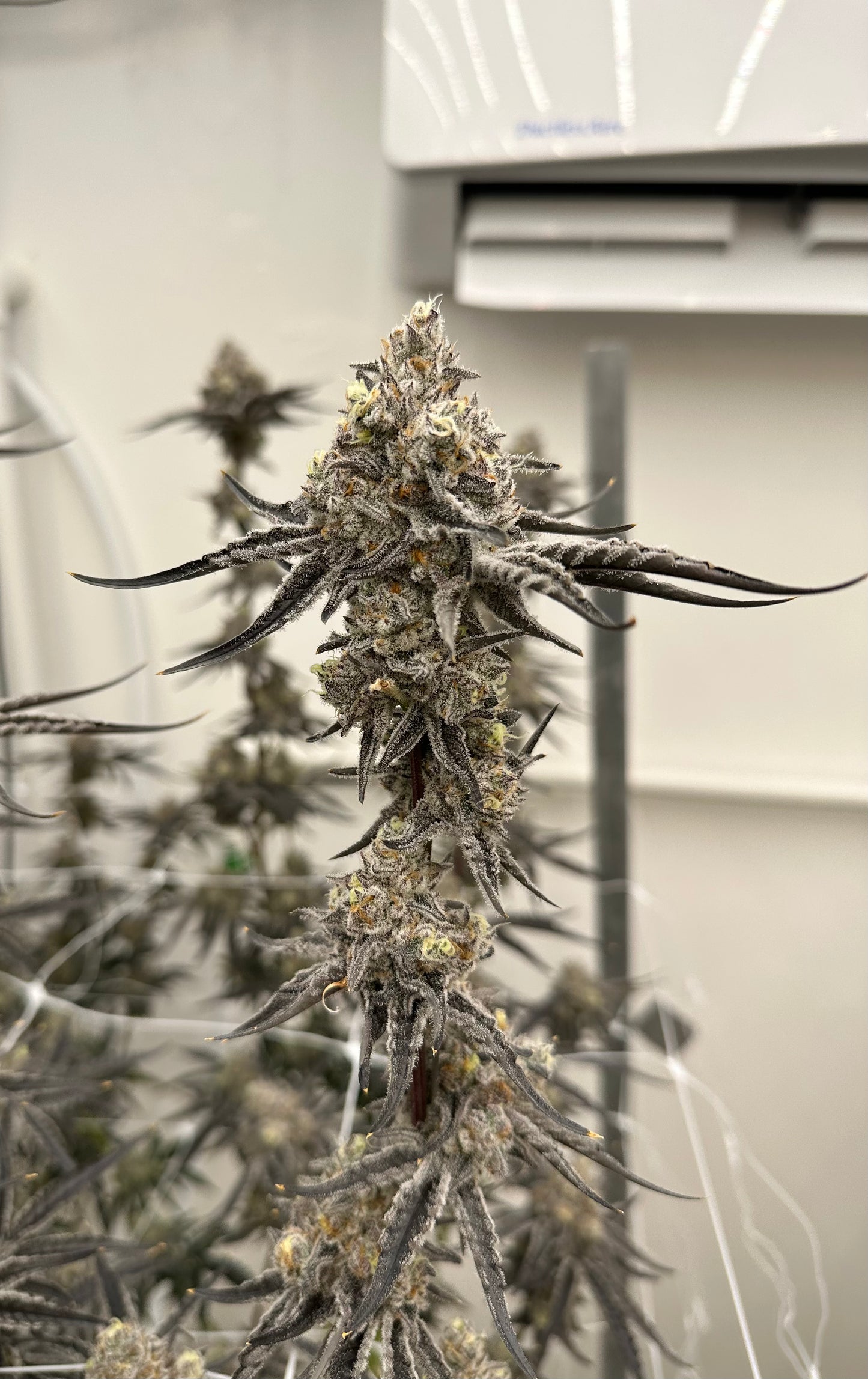Chem K (6-12pk)