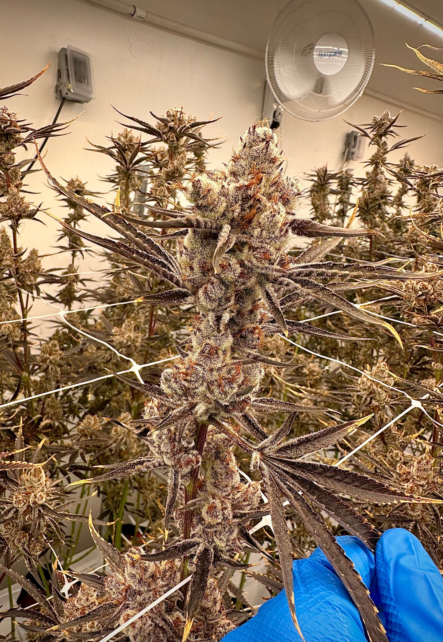 Cherry Truffle (6-12pk)