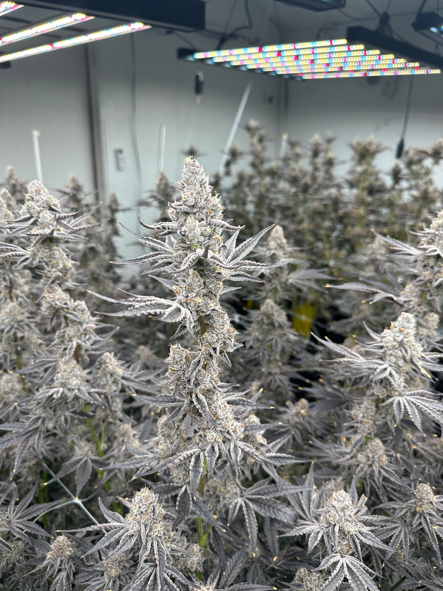 Garlic Gas (6-12pk)