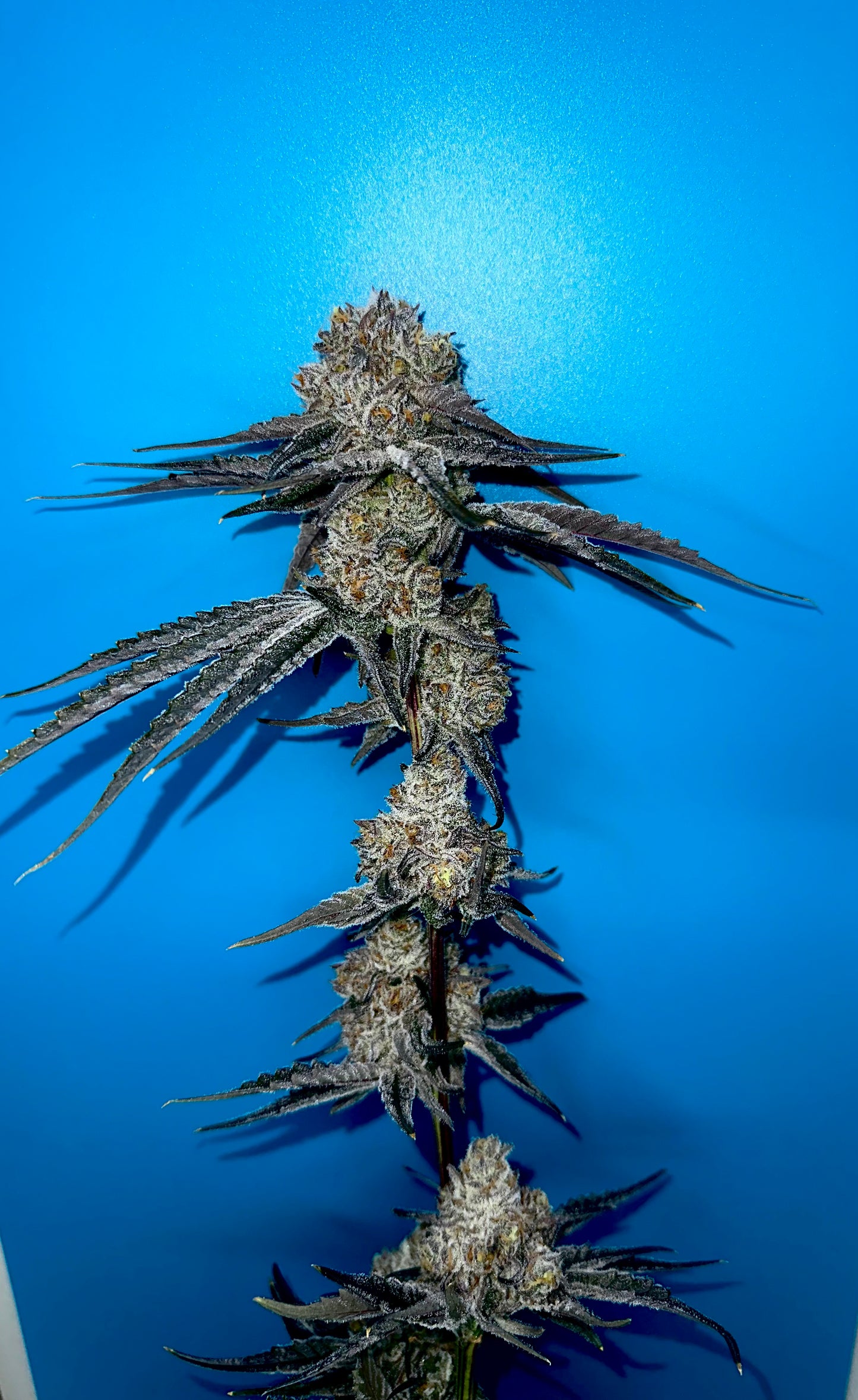Chem K (6-12pk)