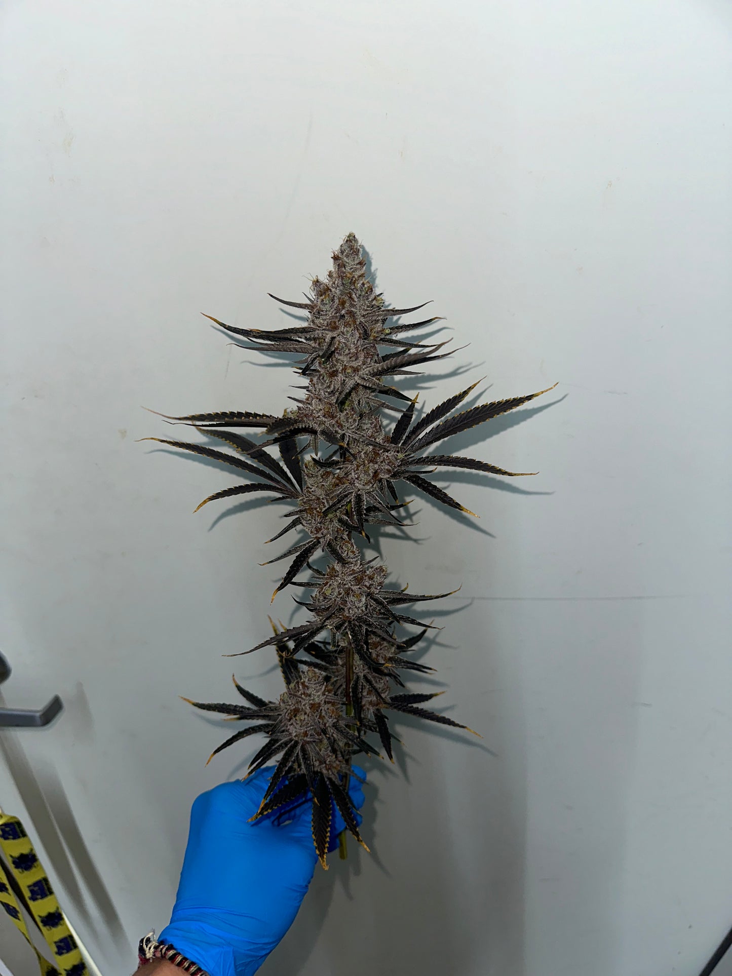 Cherry Truffle (6-12pk)